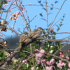 田舎、この１週間、じゃがいも植え