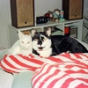 ☆Cats and Dogs #24  Memory of TSUN