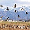 冬晴れ、県内青空　坂井平野に　マガン飛来（福井県）