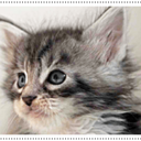 愛猫☆思い出写真館