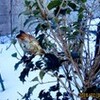 「炒り豆」、炒（要）りませんか？