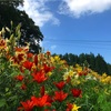  【長野県白馬村】白馬岩岳ゆり園は2018年で完全に閉園、来年以降も予定なしとのこと