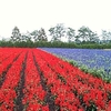 北海道旅行　ファーム富田～花畑牧場 夕張工場～苫小牧