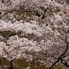 君が桜を見たいと言ったから。