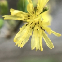庭の花。オニタビラコ。