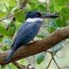 ベリーズ　クルックドツリー野生生物保護区の Ringed Kingfisher （リングド　キングフィッシャー）