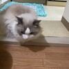 朝、僕の寝坊を防いでくれたふくちゃん