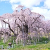 三春滝桜に関する雑学！