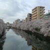 billsに行ったり、桜満開の横浜