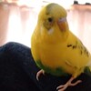 インコが苦手な布、好きな布