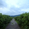 南足柄 千津島の酔芙蓉農道の下見！見頃は例年通り9月中旬すぎくらいだと思います。