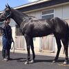１２日に帰厩済。次走は来月６日の新潟・ダ１８００ｍを戸崎Ｊとのコンビで予定しています。☆レッドデクスター