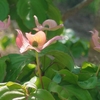 まぁるの庭、白とピンクの花たち