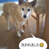 今日はわんこ