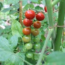 トマトの菜園＆天文ライフ