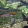 フナとウグイ