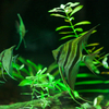 アルタムエンゼル Pterophyllum altum