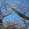 靖国神社の桜