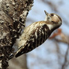 柏の葉公園周辺の野鳥＿コゲラ（小啄木鳥）