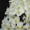 白い紫陽花