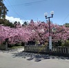 祇陀寺にだけ咲くギダジベニ