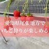 尾張地方で楽しむいちご狩り体験