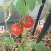プチトマト観察日記２０１６ 収穫　（９回目）
