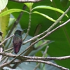 コウゲンエメラルドハチドリ Berylline Hummingbird