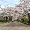 【 七谷川の桜並木 】亀岡市/整体•指圧•マッサージ