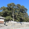 シンパクでは世界一の巨木です。小豆島土庄町宝生院のシンパク！！