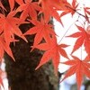 名残の紅葉