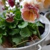 寄せ植え記録♪うえた園芸のビオラ　シフォンピーチ