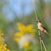 週末の鳥見