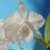 Cattleya quadricolor 'Noriko' 