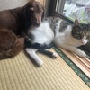 今日のニャンコ🐈とワンコ🐕