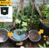 キュウリを45L鉢へ植え替え