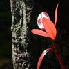 保土ヶ谷の紅葉（３）