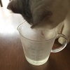 手作りスープ。🐾
