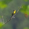 山の夏鳥達（キビタキ）