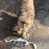 ノラネコに命名