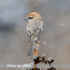 今日の野鳥　モズ