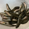 ハゼ釣りシーズン到来
