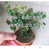 水捌けが悪いと、指が曲がる理由