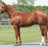 【一口馬主】シルク2024年新規募集、出資馬を探せ！vol.3