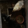 ヒナ10日め