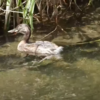 まさかの野鳥！？カイツブリの幼鳥に初遭遇しました！！！