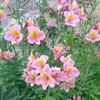公園散歩で出会った花々