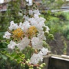 白花サルスベリ咲いた