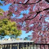 【京都】早咲きの桜を見に『頂妙寺』『三条大橋』に行きました。 京都桜 京都花