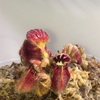 セファロタス成長記録=2026/4月18日 #食虫植物 #セファロタス #icos #著作権無料 #BGM